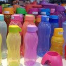 타파웨어 상록수 이미지