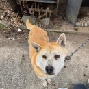 영자농장 이미지