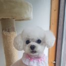 강아지 미용실 이미지