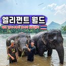 엘리펀트 | 태국 칸차나부리 엘리펀트 월드 코끼리 생츄어리 후기
