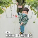 팜팜농장 | 경기도 용인 딸기체험 팜팜놀이터 농장 딸기따기 후기