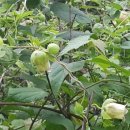 내방농장 이미지