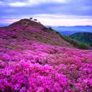 자연과숲 - 15251 | 자연과숲