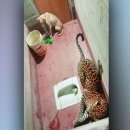 개좋은세상