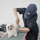 영천애견미용 이미지