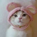 이쁜냥이 이미지