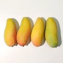 망고 - 춘천시 중앙로 33-1 | 망고