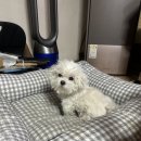 예몽 이미지