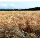 황금렌트카 이미지