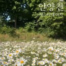 안양ㅣ인스타에서 핫한 5월 안양천 샤스타 데이지 명소 후기(위치, 주차,꿀팁)