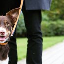 find your dog 이미지