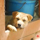 돼랑이 이미지