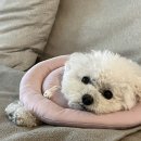 지림 이미지