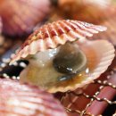 꽃가리비 이미지