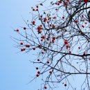 소전1리 이미지