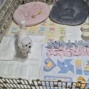 백마동물병원 이미지