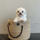 아띠퍼피 이미지