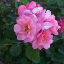 아미가르 이미지