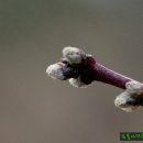복사나무(장미과 벚나무속) 이미지