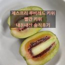 11번가 | 루비레드키위 제스프리 뉴질랜드산 빨간키위 11번가 내돈내산 후기