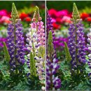 한국의 자원식물. 삶의 욕구에 행복한 수다, 루핀[Lupinus] 이미지