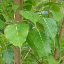 지혜의 나무 이미지