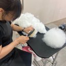 에브리독애견미용학원