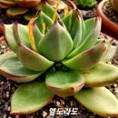 엘도라도 이미지