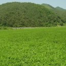 화순불미나리(주) 이미지