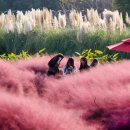 성지연꽃길 이미지