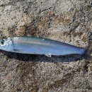 어류도감 이미지