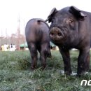 우리네축산 이미지