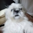 개순이상점 이미지