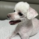 애견 미용실 | 광주 애견미용실 쌍촌동애견미용 후기 크리스타일