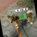 하길 근린공원 | 강서구 반려견 행동교육 1회차 후기 - 황금내근린공원 반려견 쉼터 위치
