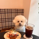 [수원 광교] 강아지 동반 식당, 카페, 백화점, 매장 리스트 총 정리!