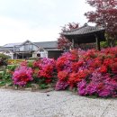 나리가펜션 | 정성펜션 추천 하늘나리 펜션 후기