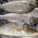 중앙수산유통 이미지