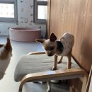 프찌