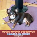 (강아지 실종신고) 광주시 동구 학동 아이파크 건너편 학문외과 근처 집을 나간 강아지를찾습니다. 이미지