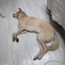 오늘부터 난.. 갤럭시 S25 기본 민트 오우너(사전예약 막차 구매 후기)