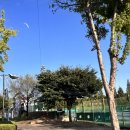 조치원체육공원 테니스장 이미지