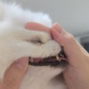 봄봄동물병원 | [군산 동물병원] 내흥동 봄봄 동물병원 스케일링, 유치발치 후기