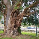 상만리 비자나무 이미지