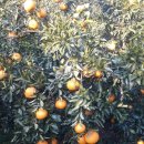 준이농장1 이미지