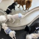 댕스히얼 이미지