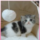 고양이분양제나캣사상점 | 울산 고양이분양, 믿고 찾은 고양이분양제나캣 울산점 후기