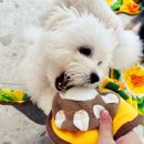 요크독애견샵 | 제주 애견호텔보다 켈리독! 꼼꼼하게 따져본 강아지호텔 후기