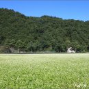 [평창여행] 소금을 흩뿌린듯 피어있는 메밀꽃, 효석문화제에서 만난 메밀꽃 이미지