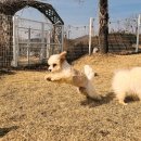 보금자리 | 경북강아지보호소 천사들의 따뜻한 보금자리 방문후기